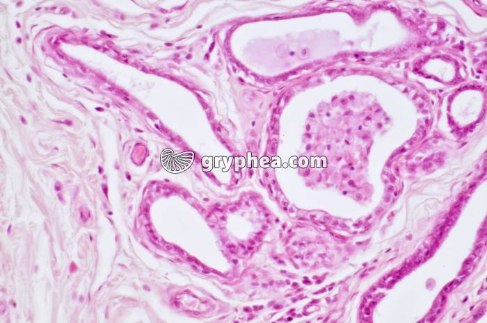 Glande mammaire active CT x100 - gryphea.com